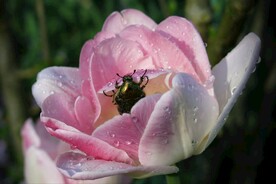 蜜蜂采蜜
