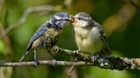 喜鹊喂食