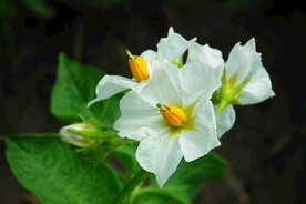 阳芋花