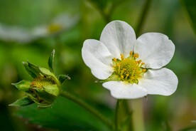 草莓花