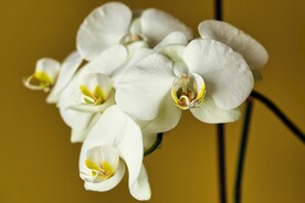 白色蝴蝶兰