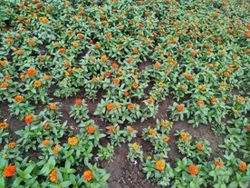 不登高花