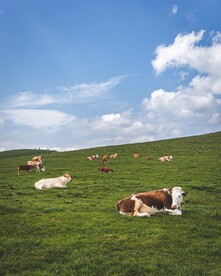 草原牧场奶牛