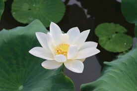 白莲花