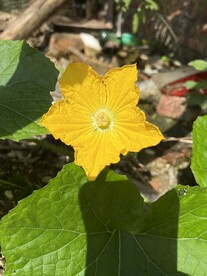 丝瓜花