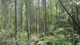 老竹林