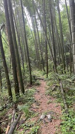 竹林
