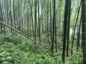 竹林