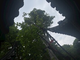 树荫屋檐