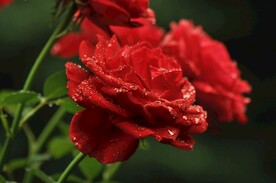 玫瑰花