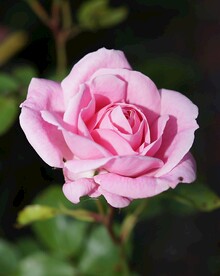 玫瑰花