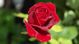 玫瑰花