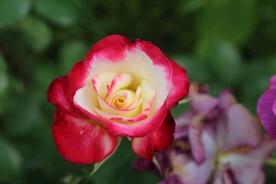玫瑰花