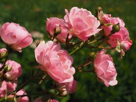 玫瑰花