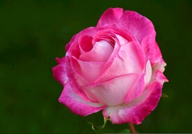 玫瑰花