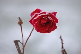 玫瑰花