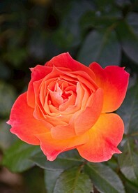 玫瑰花