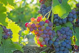 葡萄