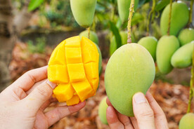 芒果