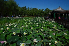 公园风景