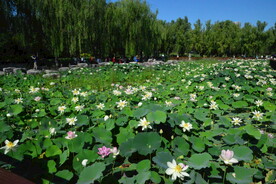 公园风景