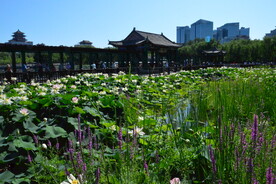 公园风景