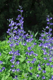 兰色豆荚花 