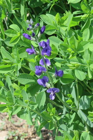 兰色豆荚花