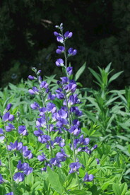 兰色豆荚花