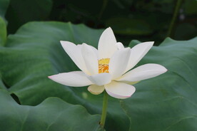 白色荷花