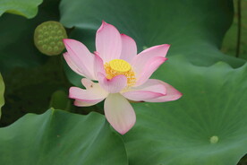 荷花
