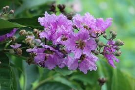 紫薇花