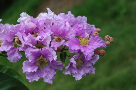 紫薇花