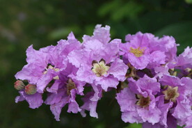 紫薇花
