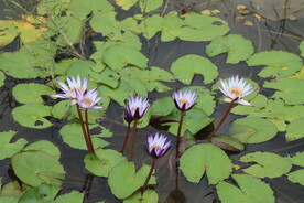 水莲花