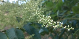 盐麸木花