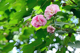 芙蓉花开