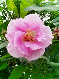 芙蓉花开