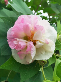 芙蓉花开