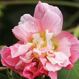 芙蓉花开