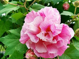 芙蓉花开