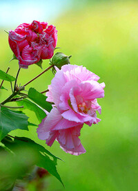 芙蓉花开