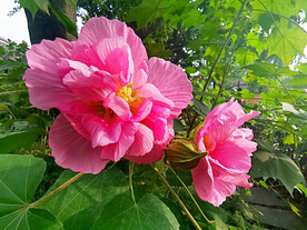 芙蓉花开