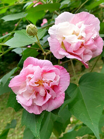 芙蓉花开