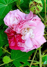 芙蓉花开