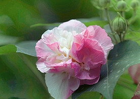 芙蓉花开