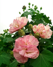 芙蓉花开