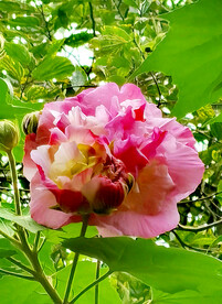 芙蓉花开