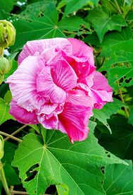 芙蓉花开