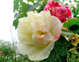 芙蓉花开
